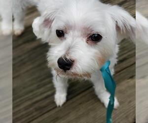 Maltese Dogs for adoption in Jackson, NJ, USA