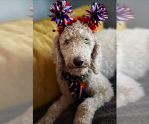 Poodle (Standard) Dogs for adoption in Brooklyn Center, MN, USA