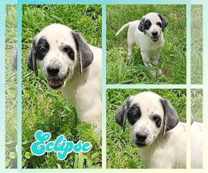 Medium Photo #1 Dalmatian-Unknown Mix Puppy For Sale in Blacksburg, SC, USA