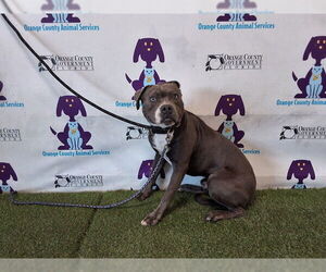 Mutt Dogs for adoption in Orlando, FL, USA