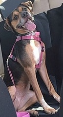 Labbe Dogs for adoption in San Antonio, TX, USA