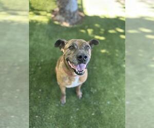 Boxer-Unknown Mix Dogs for adoption in Chula Vista, CA, USA
