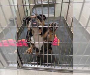 Bulldog Dogs for adoption in Upland, CA, USA