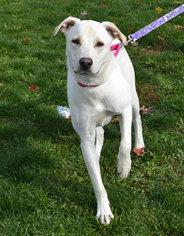 Small Labrador Retriever