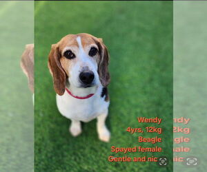 Beagle Dogs for adoption in Agoura Hills, CA, USA