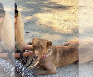 Golden Retriever-Unknown Mix Dogs for adoption in Mt. Laurel, NJ, USA