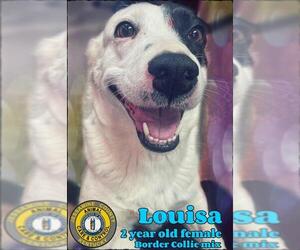 Border Collie-Unknown Mix Dogs for adoption in Nicholasville, KY, USA