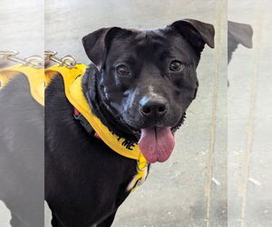 Bulldog Dogs for adoption in Milner, GA, USA