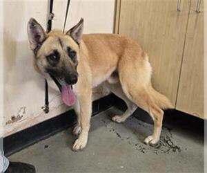 German Shepherd Dog Dogs for adoption in Camarillo, CA, USA