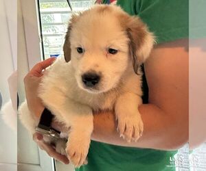 Labrador Retriever-Unknown Mix Dogs for adoption in Washington, DC, USA