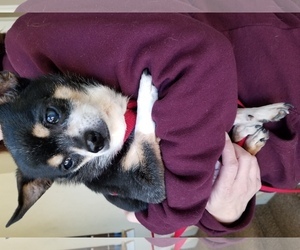 Chihuahua Dogs for adoption in New Castle, DE, USA