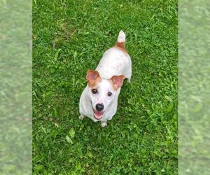 Parson Russell Terrier Dogs for adoption in Crystal Lake , IL, USA