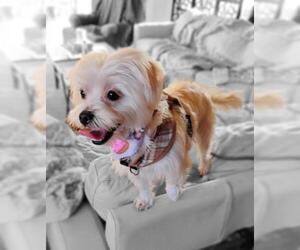 Maltese Dogs for adoption in Oakley, CA, USA