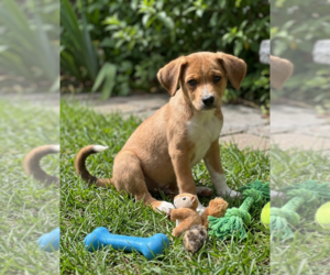 Labrador Retriever-Unknown Mix Dogs for adoption in Genesee, WI, USA