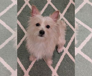 Mutt Dogs for adoption in Greensboro, NC, USA