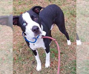 Border Collie-Siberian Husky Mix Dogs for adoption in Fort Lauderdale, FL, USA