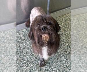 Maltese-Unknown Mix Dogs for adoption in Salisbury, NC, USA