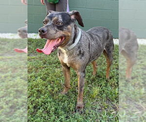 Catahoula Leopard Dog-Unknown Mix Dogs for adoption in Naples, FL, USA