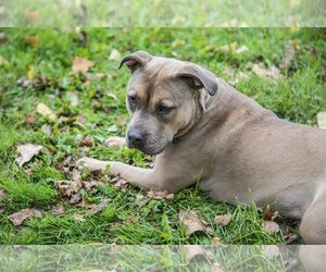 American Staffordshire Terrier-Unknown Mix Dogs for adoption in Minneapolis, MN, USA