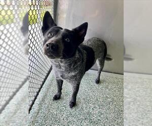 Mutt Dogs for adoption in Salisbury, NC, USA