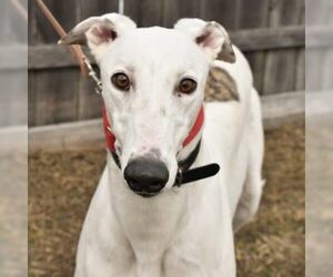 Greyhound Dogs for adoption in Grandville, MI, USA