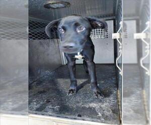 Labrador Retriever-Unknown Mix Dogs for adoption in Texas City, TX, USA