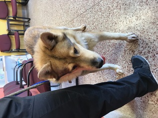 Medium Photo #1 Alaskan Husky-Unknown Mix Puppy For Sale in La Mesa, CA, USA