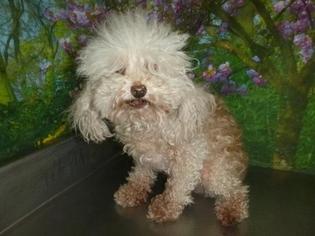 Poodle (Toy) Dogs for adoption in Henderson, NV, USA