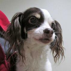 Cavalier King Charles Spaniel Dogs for adoption in Pleasanton, CA, USA