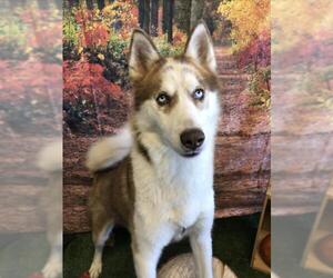 Alaskan Husky Dogs for adoption in Sistersville, WV, USA