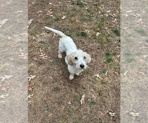 Petit Basset Griffon Vendeen Dogs for adoption in Candler, NC, USA