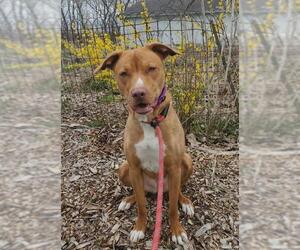 American Pit Bull Terrier-Border Collie Mix Dogs for adoption in South Amana, IA, USA