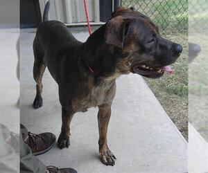 Staffordshire Bull Terrier Dogs for adoption in Temple, TX, USA