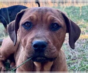 Retriever -Unknown Mix Dogs for adoption in Canton, CT, USA