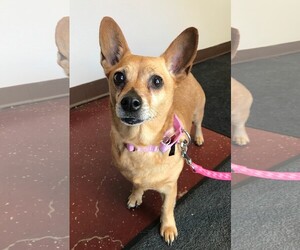 Chi-Corgi Dogs for adoption in Fargo, ND, USA
