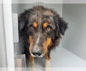 Australian Shepherd Dogs for adoption in Houston, TX, USA
