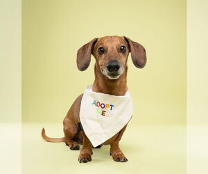Dachshund Dogs for adoption in Fruitland, SC, USA
