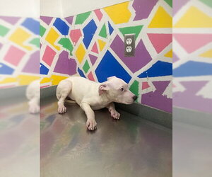 Mutt Dogs for adoption in Baytown, TX, USA