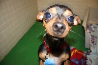 Miniature Pinscher Dogs for adoption in Rohnert Park, CA, USA