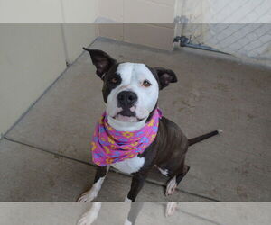 American Staffordshire Terrier-Unknown Mix Dogs for adoption in McKinney, TX, USA