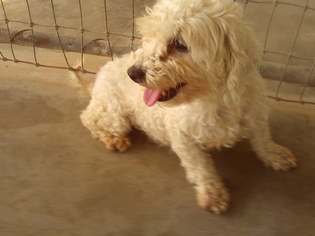 Bichpoo Dogs for adoption in Bonifay, MO, USA