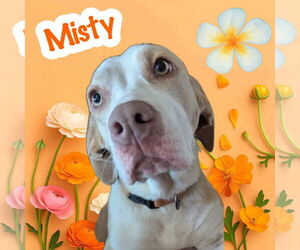 Basset Hound-Unknown Mix Dogs for adoption in Brookville, OH, USA