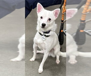 Chihuahua-Unknown Mix Dogs for adoption in Forestville, MD, USA