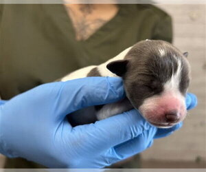 Mutt Dogs for adoption in San Bernardino, CA, USA