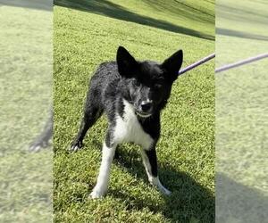 Schip-a-Pom Dogs for adoption in Sparta, TN, USA