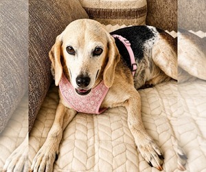 Beagle Dogs for adoption in Dunnellon, FL, USA