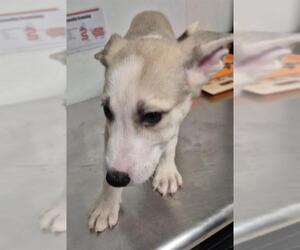 Huskies -Unknown Mix Dogs for adoption in Bakersfield, CA, USA