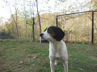 Beagle Dogs for adoption in Clearfield, KY, USA