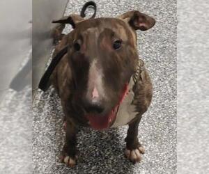 Bull Terrier Dogs for adoption in Bemidji, MN, USA