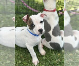 Dalmatian-Unknown Mix Dogs for adoption in Greensboro, NC, USA